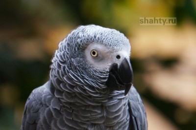 В Шахтах пропал очередной попугай Жако, владельцы обещают вознаграждение