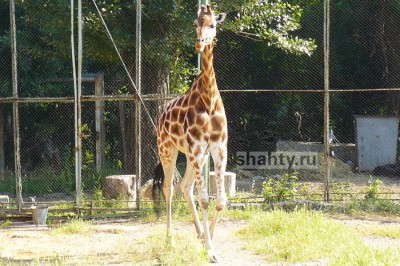 В зоопарке Ростова показали, как кормят жирафиху Элизару — видео