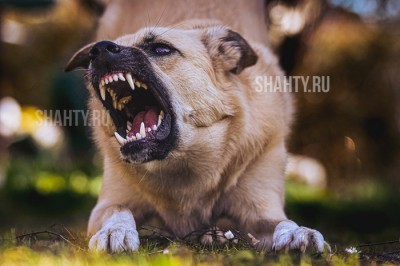 Агрессивные собаки покусали 147 детей в Ростовской области