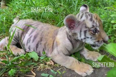 Тигрица отказалась от новорожденных тигрят в зоопарке Ростова