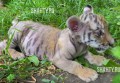Тигрица отказалась от новорожденных тигрят в зоопарке Ростова