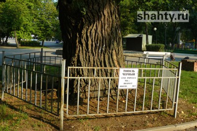 В Шахтах спилили вековой тополь в городском парке ради фонтана