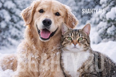 В г. Шахты можно простерилизовать или кастрировать своих питомцев со скидкой