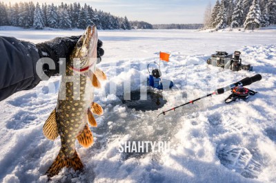 Нельзя ловить щуку в Ростовской области щуку с 15 января по 15 апреля