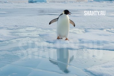 В Шахтах на дорогах и тротуарах местами «гольный лед»