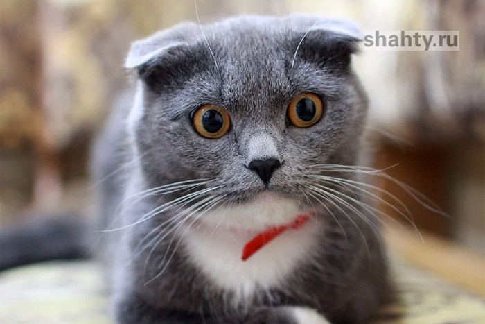 Зарплата в Шахтах в среднем составила 32 тысячи рублей, сообщили власти