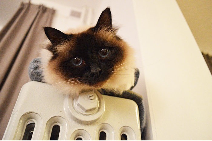 В г. Шахты работает горячая линия по вопросам отопления