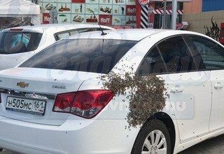 Рой бешеных пчел атаковал иномарки на парковке в Ростове [ВИДЕО]