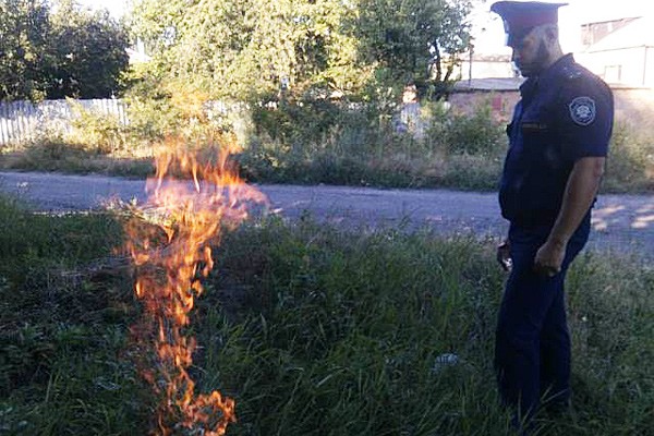 В г. Шахты казаки день боролись с дикорастущей коноплей