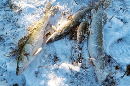 Выловили 16 рыб на Дону и Северском Донце — рыбакам грозит 2 года тюрьмы [Фото]