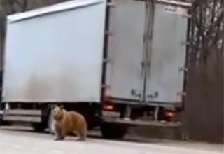 По трассе гулял медведь в Ростовской области [Видео]