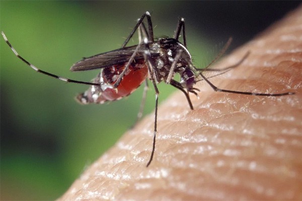Могут исчезнуть комары в России после теплой зимы