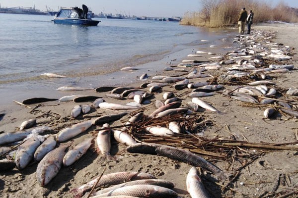 Назвали причину массовой гибели рыбы на Дону
