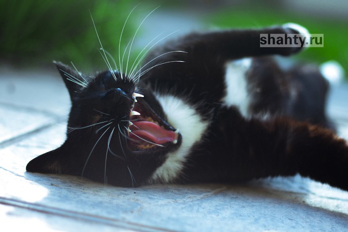 Под Шахтами погиб мужчина после нападения бездомной кошки