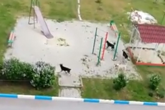 Чипированные собаки захватили в г. Шахты детскую площадку и нападают на детей