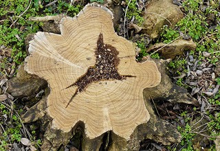 В г. Шахты хотят уничтожить сквер и вырубили 200 деревьев