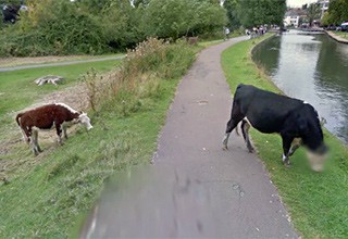 Замазали морду корове на панораме Google — пользователи стебутся