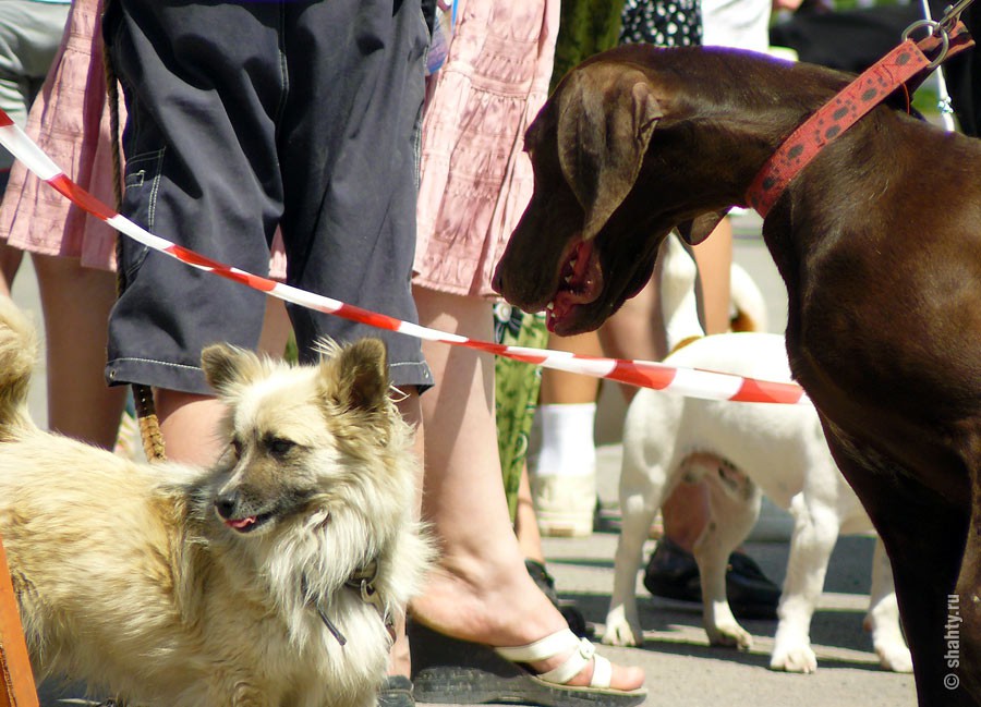 На шахтинской выставке собак 13 мая 2012 г.
