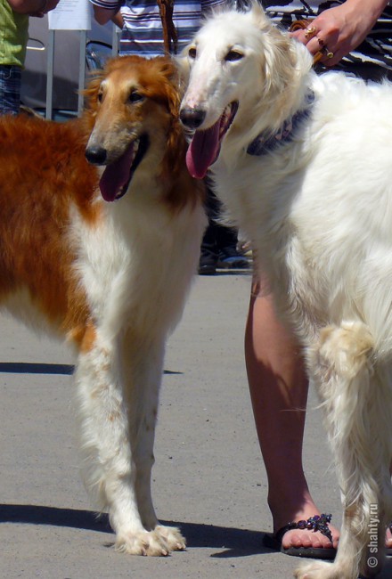 Русские псовые гончие на выставке собак в г. Шахты 2012