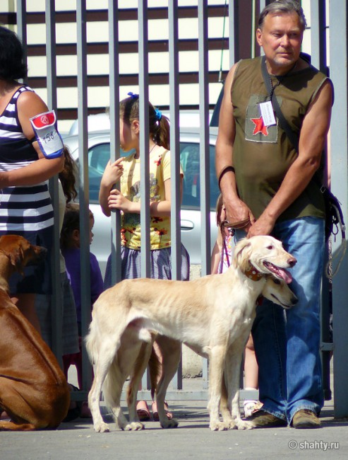 Выставка собак в г. Шахты, 13 мая 2012 г., Тазы