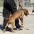 Выставка собак в г. Шахты