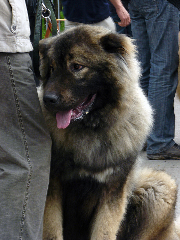 Кавказская овчарка, выставка собак в городе Шахты 2011 г. - Шахты