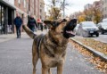 В г. Шахты агрессивных бродячих собак подкармливают