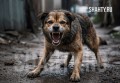 Собаки покусали женщину и мужчину в Донецке Ростовской области