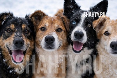 Девушку искусали бродячие собаки в Красном Сулине рядом с администрацией