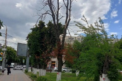 В Шахтах на площади Ленина спилят деревья