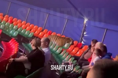 После инцидента в цирке в Ростове возбуждено уголовное дело