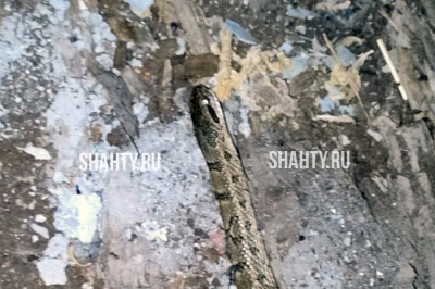 В Шахтах змея заползла во двор к людям в переулке Атюхтинском