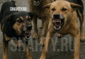 В Шахтах стаи бродячих собак терроризируют горожан