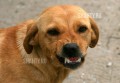 Девочке, пострадавшей от укусов бродячих собак, выплатят компенсацию в Ростовской области