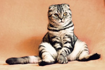 Стерилизовать кошку можно за 1500 рублей, кастрировать кота — за 750 рублей
