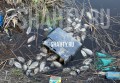 В Шахтах произошел замор рыбы на ставу на ХБК