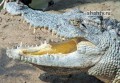 Ищут сбежавшего крокодила в Батайске: специалисты используют тепловизор