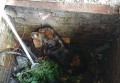 В г. Шахты спасатели извлекли собаку из  колодца