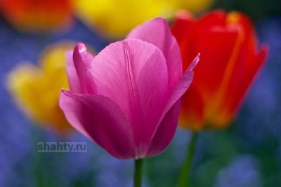 Шахты.ру поздравляет дам с прекрасным праздником 8 марта
