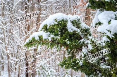 Мокрый снег в Шахтах и области: штормовое предупреждение от МЧС