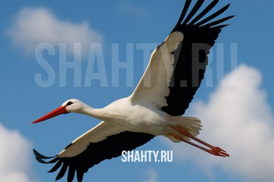 В «Малинках» под Шахтами спасли аиста, в которого попала дробь