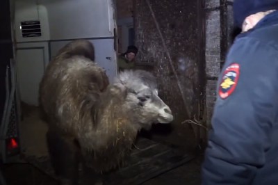 Полицейские нашли верблюжонка, украденного под Шахтами