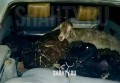 Украл трех баранов и попался ДПС на дороге в Ростовской области