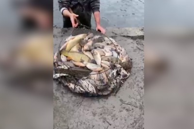 Ловля рыбы сачками на обмелевшем Северном водохранилище в Ростове закончилась штрафами