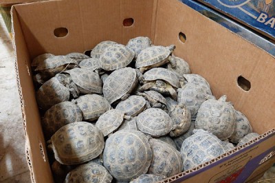 В Южный парк птиц Малинки г. Шахты привезли контрабандных черепах за 8 млн