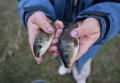 Выпустили миллион мальков сазанов и белых амуров в Цимлянское водохранилище