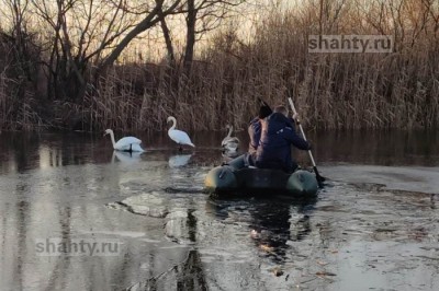 Спасли лебедей, вмерзших в лед на реке в Ростовской области