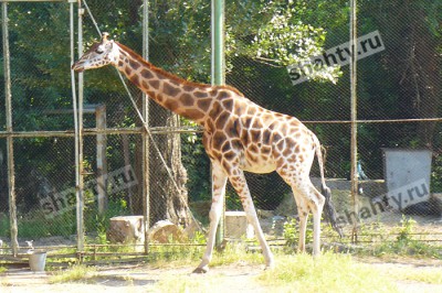 Умер единственный жираф в Ростовском зоопарке