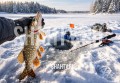 Нельзя ловить щуку в Ростовской области щуку с 15 января по 15 апреля