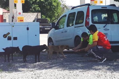 На улицах г. Шахты отловили 13 безнадзорных собак